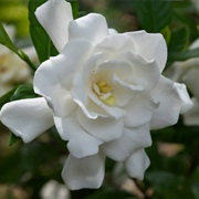 Gardenia