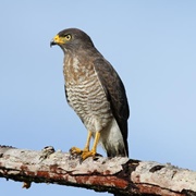 Roadside Hawk (Rupornis Magnirostris)