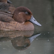 Madagascan Pochard