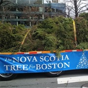 Nova Scotia Gives Boston a Christmas Tree Every Year