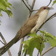 Black-Billed Cuckoo