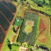 World's Longest Plant Maze