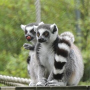 Golders Hill Park Zoo