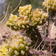 Whipple Cholla (Cylindropuntia Whipplei)