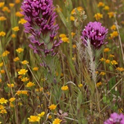 Purple Owl's Clover (Castilleja Exserta)