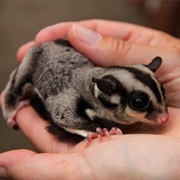 Sugar Glider