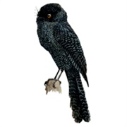 New Caledonian Nightjar (Possibly Extinct)