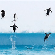 Penguins Can Jump 6 Feet Out of Water.