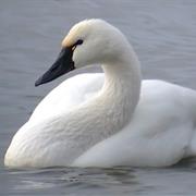 Tundra Swan