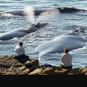 Whale Watching Hermanus
