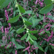 Erect Knotweed (Polygonum Erectum)