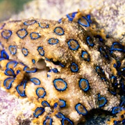 Paradise 1, Mabul, Borneo