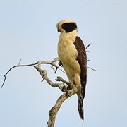 Laughing Falcon (Herpetotheres Cachinnans)