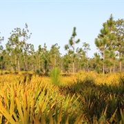 Three Lakes Wildlife Management Area, Florida