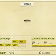 Tadpole
