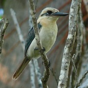 Mangareva Kingfisher