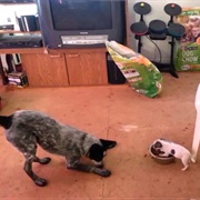 It's Not the Size of the Dog in the Fight, It's the Size of the Fight in the Dog