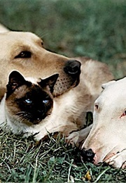 Tao, the Incredible Journey (1963)