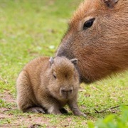 Capybara