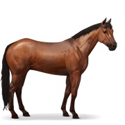 Quarter Horse - Cherry Bay