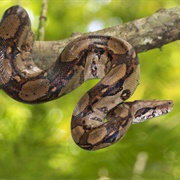 Boa Constrictor (Boa Constrictor)