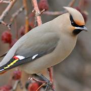 Bohemian Waxwing