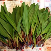 Siberian Onion (Allium Ochotense)