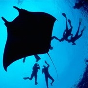 Dive in Isla De La Plata