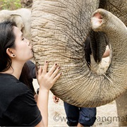 Kiss an Elephant's Trunk