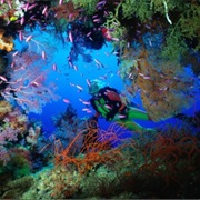 Dive in Coral Reef