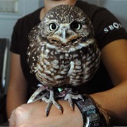 Burrowing Owl Interpretive Center