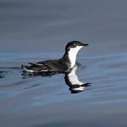 Scripps's Murrelet