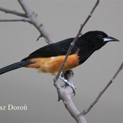 Montserrat Oriole (Montserrat)