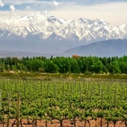 Wine Tasting Around Mendoza, Argentina