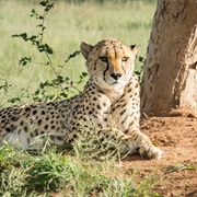 Okonjima Nature Reserve, Namibia