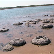Stromatolites, Lake Thetis
