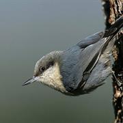 Pygmy Nuthatch