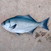 Halfmoon (Aka: Catalina Blue Perch, Blue Bass)