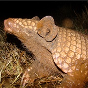 Greater Naked-Tailed Armadillo