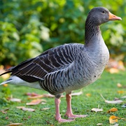 Greylag Goose