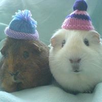 Guinea Pigs