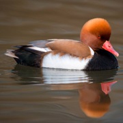 Po Delta Regional Park, Italy