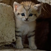 Sand Cat