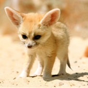 Fennec Fox