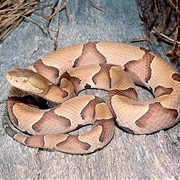 Copperhead