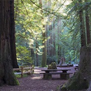 Samuel P. Taylor State Park, California