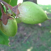 Princesstree (Paulownia Tomentosa)