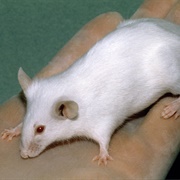 Laboratory Mouse