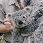 Pet a Koala
