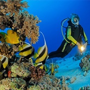 Diving in Red Sea, Egypt